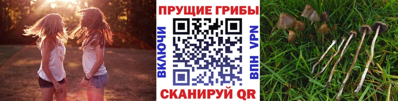 Галлюциногенные грибы Cubensis  Купить  Малоярославец 